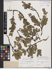 Foto von Salix breviserrata Flod.